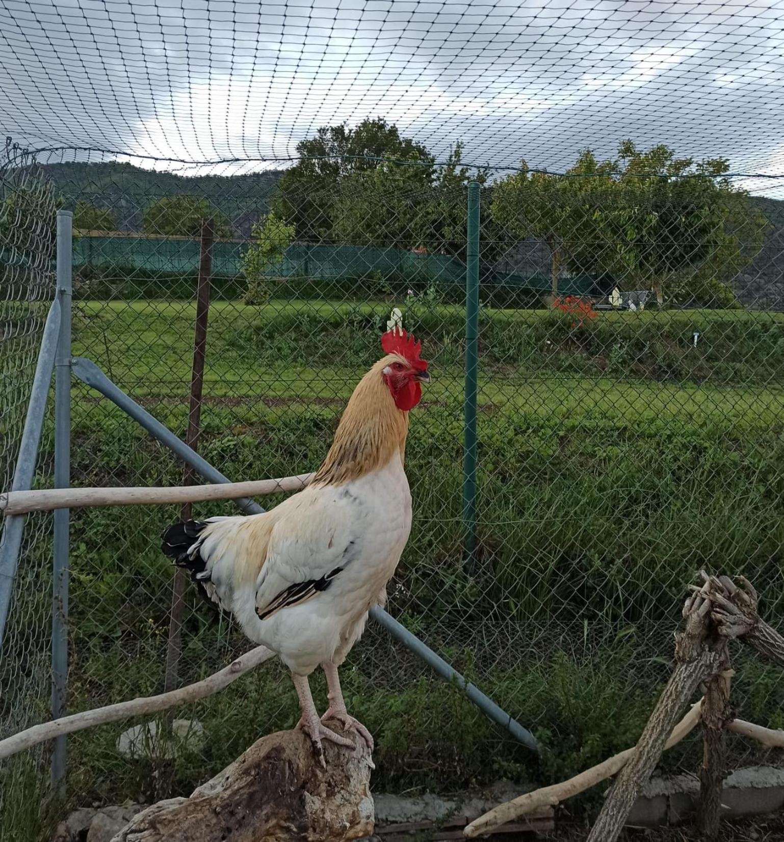 Alojamiento Compartido Cantroncxic San Pedro de Torelló Bagian luar foto